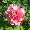Itoh bazsarózsa – Paeonia x ITOH 'Hillary'