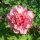Itoh bazsarózsa – Paeonia x ITOH 'Hillary'