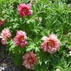 Itoh bazsarózsa – Paeonia x ITOH 'Hillary'