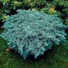 Ezüstkék terülő boróka – Juniperus squamata 'Blue Carpet'