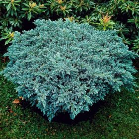   Ezüstkék terülő boróka – Juniperus squamata 'Blue Carpet'