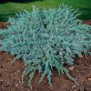 Ezüstkék terülő boróka – Juniperus squamata 'Blue Carpet'