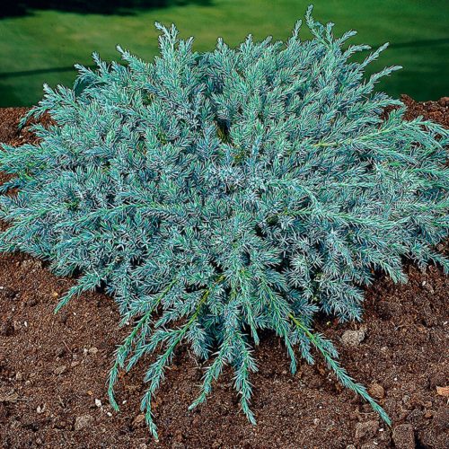 Ezüstkék terülő boróka – Juniperus squamata 'Blue Carpet'