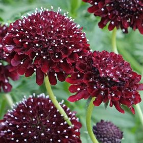 Ördögszem – Scabiosa columbaria ‘Summer Nights’