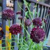 Ördögszem – Scabiosa columbaria ‘Summer Nights’