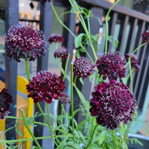 Ördögszem – Scabiosa columbaria ‘Summer Nights’