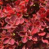 Rubinvörös törpe japán borbolya – Berberis thunbergii 'Ruby Star'