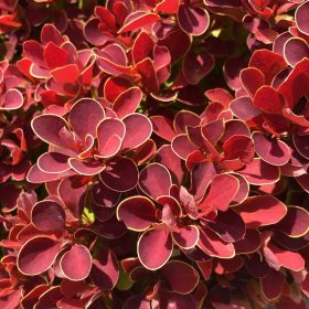   Rubinvörös törpe japán borbolya – Berberis thunbergii 'Ruby Star'
