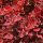 Rubinvörös törpe japán borbolya – Berberis thunbergii 'Ruby Star'