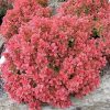 Rubinvörös törpe japán borbolya – Berberis thunbergii 'Ruby Star'
