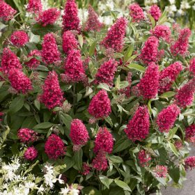   Törpe nyáriorgona – Buddleja davidii Butterfly Candy 'Little Bubblegum'