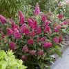 Törpe nyáriorgona – Buddleja davidii Butterfly Candy 'Little Bubblegum'