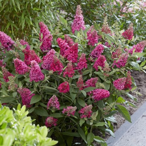 Törpe nyáriorgona – Buddleja davidii Butterfly Candy 'Little Bubblegum'