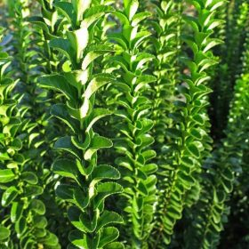   Oszlopos japán kecskerágó – Euonymus japonicus 'Benkomoki'