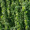 Oszlopos japán kecskerágó – Euonymus japonicus 'Benkomoki'