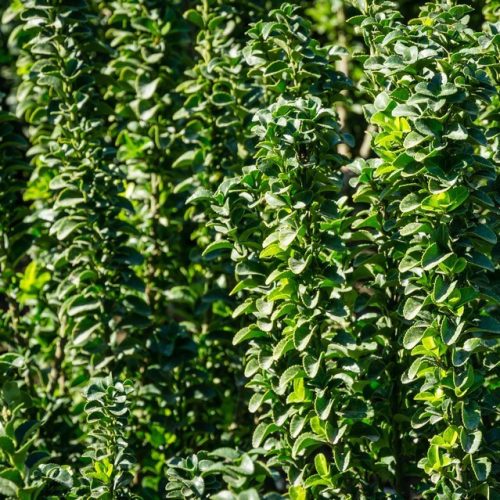 Oszlopos japán kecskerágó – Euonymus japonicus 'Benkomoki'