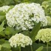 Cserjés hortenzia – Hydrangea arborescens 'FlowerWOW'