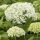 Cserjés hortenzia – Hydrangea arborescens 'FlowerWOW'