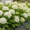 Cserjés hortenzia – Hydrangea arborescens 'FlowerWOW'