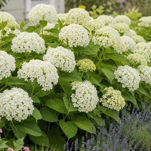 Cserjés hortenzia – Hydrangea arborescens 'FlowerWOW'
