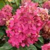 Bugás hortenzia – Hydrangea paniculata 'Bonfire'
