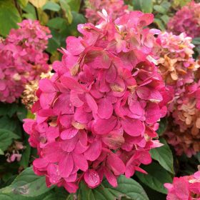   Bugás hortenzia – Hydrangea paniculata 'Bonfire'
