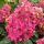 Bugás hortenzia – Hydrangea paniculata 'Bonfire'