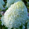 Bugás hortenzia – Hydrangea paniculata 'Minty Spirit'