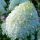 Bugás hortenzia – Hydrangea paniculata 'Minty Spirit'