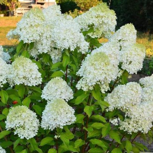 Bugás hortenzia – Hydrangea paniculata 'Minty Spirit'