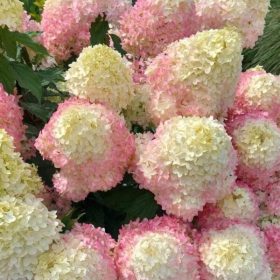 Bugás hortenzia – Hydrangea paniculata 'Pixio'