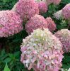 Bugás hortenzia – Hydrangea paniculata 'Pixio'
