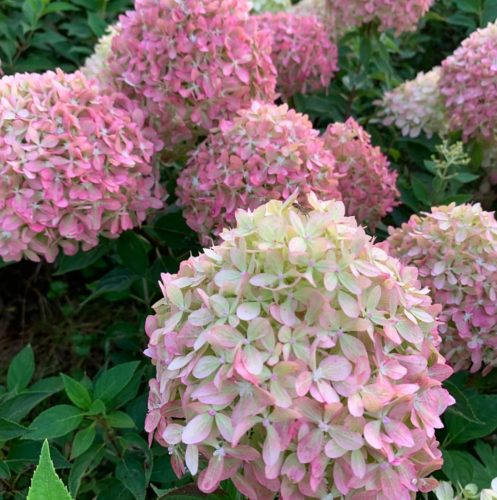 Bugás hortenzia – Hydrangea paniculata 'Pixio'