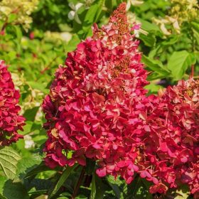   Bugás hortenzia – Hydrangea paniculata 'Wim's Red'