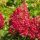 Bugás hortenzia – Hydrangea paniculata 'Wim's Red'
