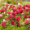 Bugás hortenzia – Hydrangea paniculata 'Wim's Red'