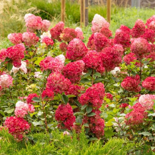 Bugás hortenzia – Hydrangea paniculata 'Wim's Red'
