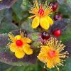 Bogyós orbáncfű – Hypericum 'Miracle Night'