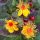 Bogyós orbáncfű – Hypericum 'Miracle Night'