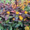 Bogyós orbáncfű – Hypericum 'Miracle Night'