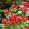 Bogyós orbáncfű – Hypericum × inodorum 