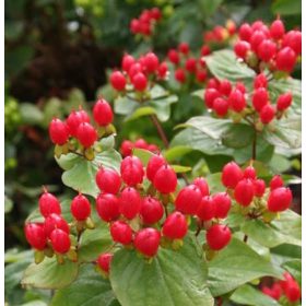 Bogyós orbáncfű – Hypericum × inodorum 