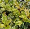 Tarka levelű illatcserje – Osmanthus heterophyllus 'Goshiki'