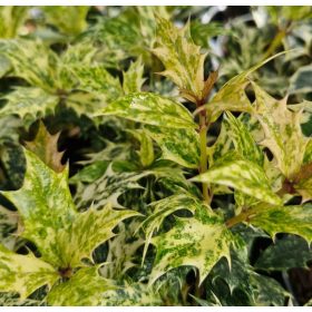   Tarka levelű illatcserje – Osmanthus heterophyllus 'Goshiki'