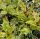 Tarka levelű illatcserje – Osmanthus heterophyllus 'Goshiki'