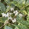 Tarka levelű illatcserje – Osmanthus heterophyllus 'Goshiki'