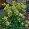 Tarka levelű illatcserje – Osmanthus heterophyllus 'Goshiki'