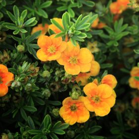   Cserjés pimpó – Potentilla fruticosa 'Mango Tango'