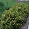 Cserjés pimpó – Potentilla fruticosa 'Mango Tango'