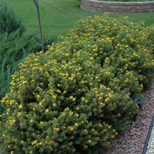 Cserjés pimpó – Potentilla fruticosa 'Mango Tango'